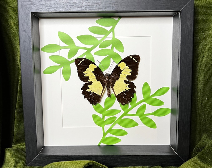 Framed real butterfly Papilio Euchenor with print