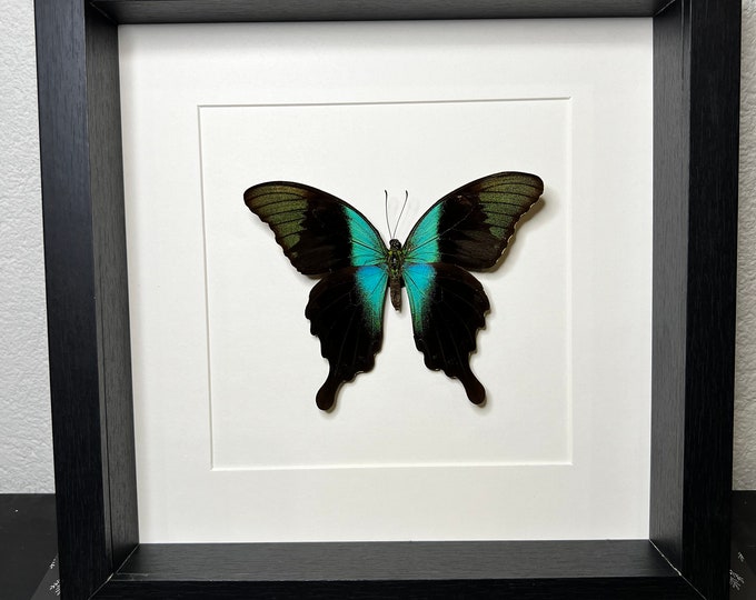 Framed butterfly Papilio Peranthus Adamantius