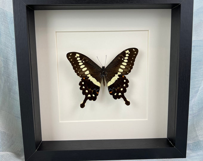 Framed real butterfly Papilio Menestheus