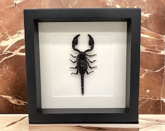 Real scorpion - taxidermy entomology curiosa insect nature butterfly photography exotic natural deco