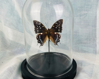 Real butterfly Charaxes Etesipe in glass dome - taxidermy home decor