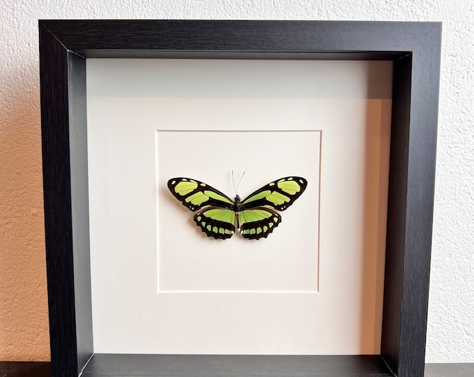 Framed real butterfly Philaethria Dido