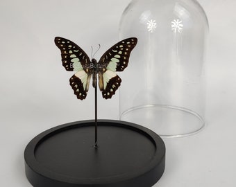 Real butterfly Graphium Meyeri in dome