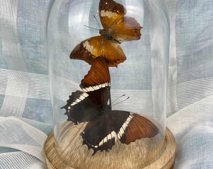 Real butterflies Siproeta Epaphus and Charaxes Borneensis in dome