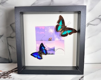 Framed real butterflies Archaeoprepona Demophon and Prepona Laertes