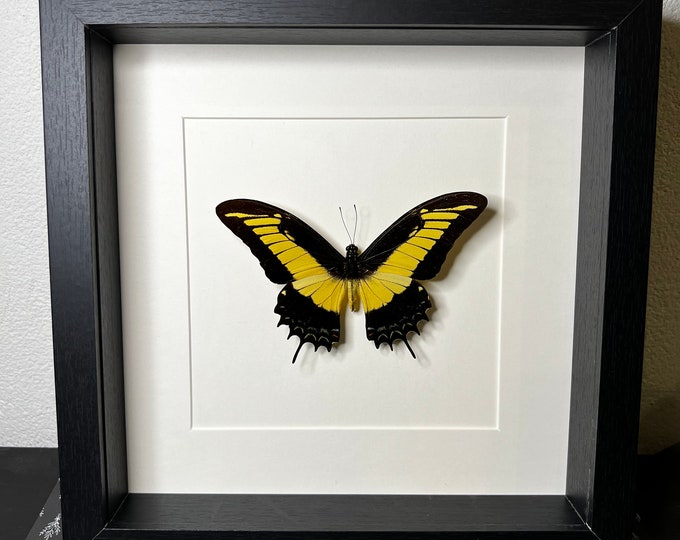 Framed Papilio Androgeus