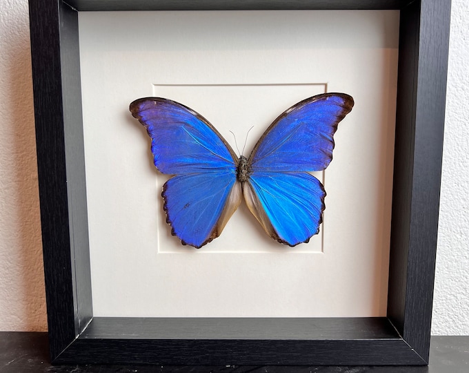 Real butterfly Morpho Didius in frame