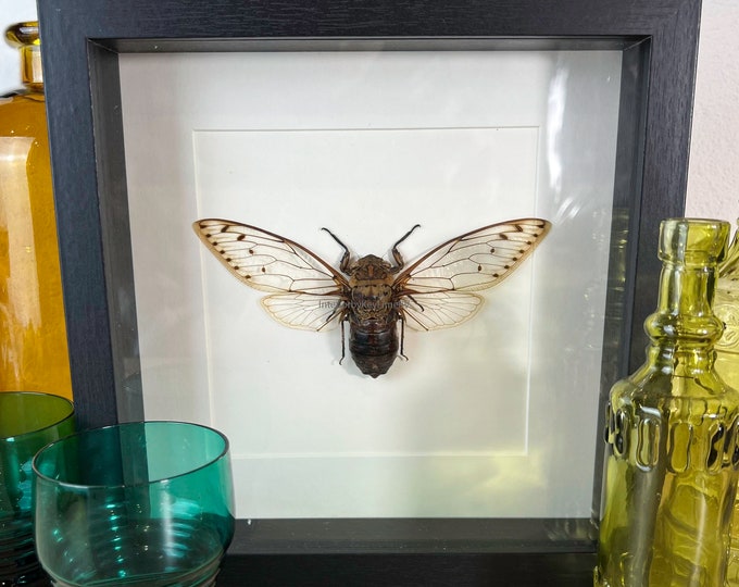 Framed real insect cicade