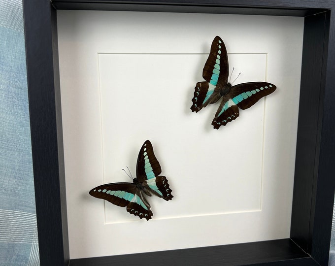 Framed real butterflies Graphium Sarpedon