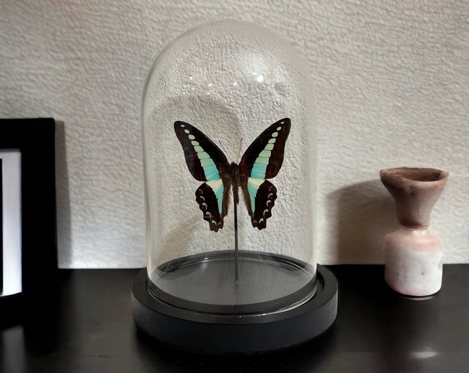 Real butterfly Graphium Sarpedon in dome