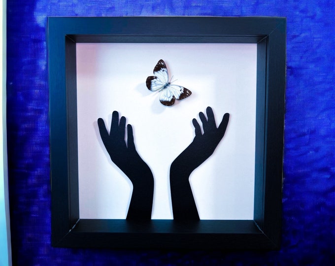 Framed real white butterfly with hands