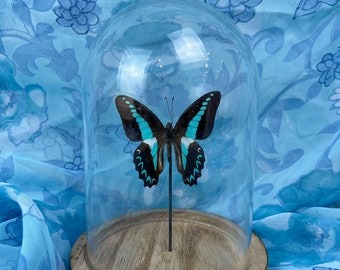 Real butterfly Graphium Sarpedon in dome