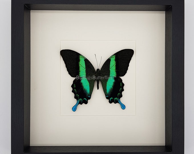 Framed real butterfly Papilio Blumei