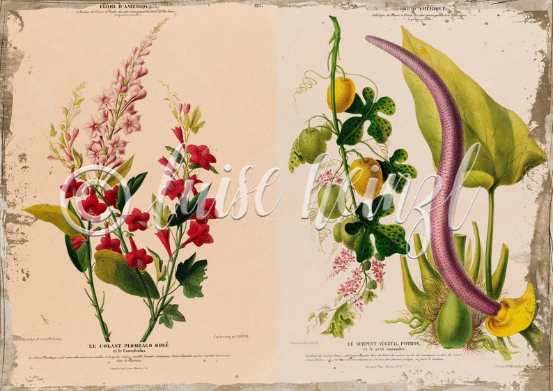 Vintage Floral Book Pages for Junk Journals, Digital Download Flower ...