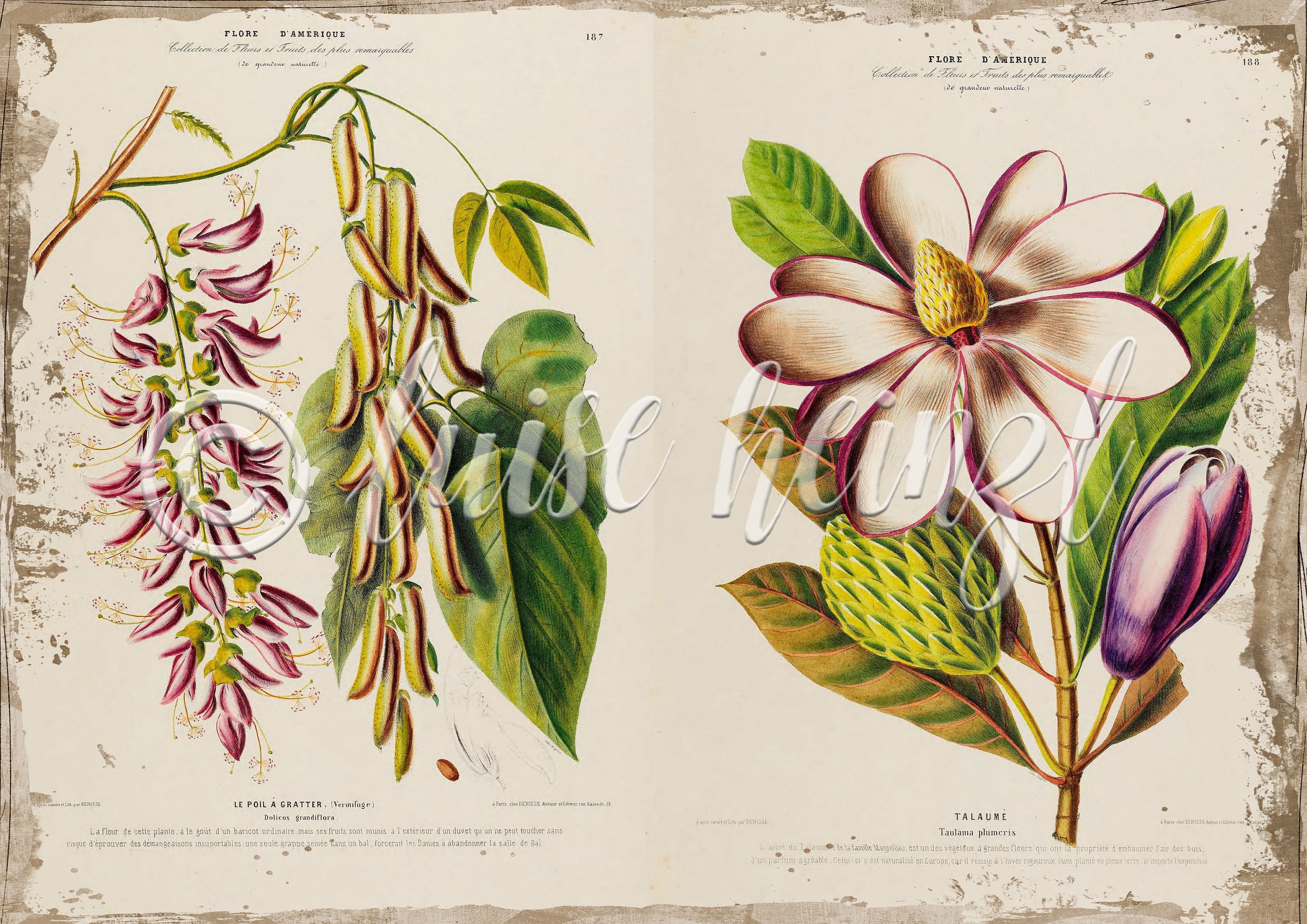 Vintage Floral Book Pages for Junk Journals, Digital