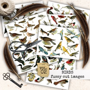 PÁSSAROS FUSSY CUT pássaros recortados, folhas recortadas, pássaros de papel de colagem, pássaros efêmeros vintage, fotos para diário de lixo, álbum de recortes