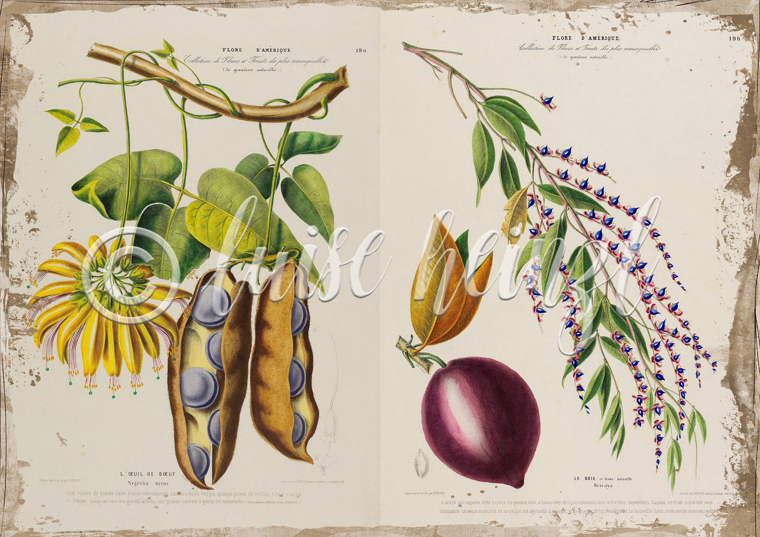 ダージリンページ★写真の60冊 Vintage Floral Book Pages for Junk Journals, Digital