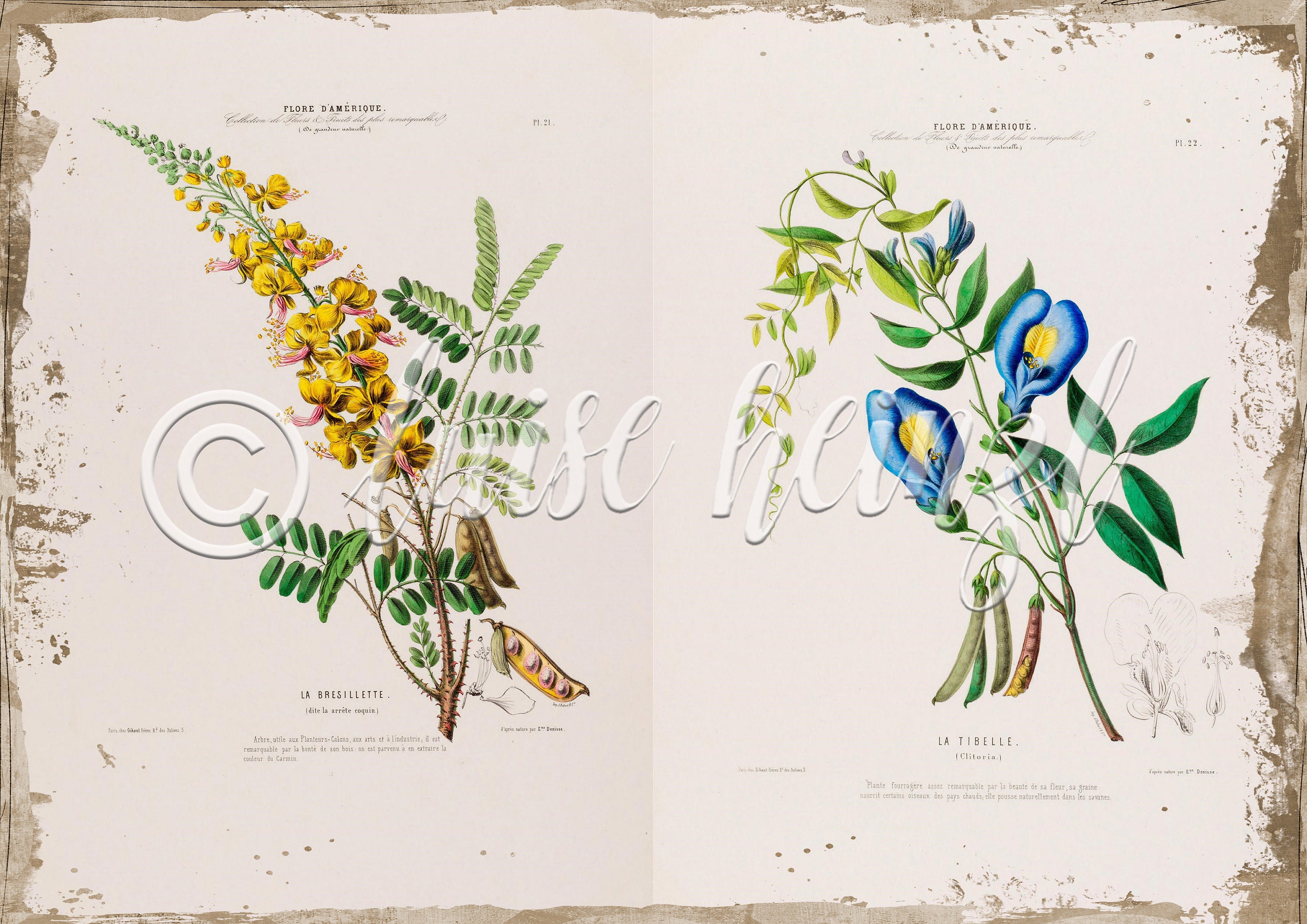 Vintage Floral Book Pages for Junk Journals, Digital Download Flower ...