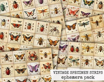 VINTAGE SPECIMEN STRIPS Ephemera Pack, vintage insecten, vlinders, motten, insecten etc voor junk journal, plakboek, notebooks, kaarten