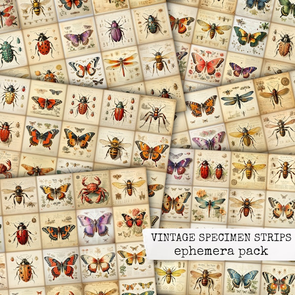VINTAGE SPECIMEN STRIPS vintage images, butterflies, bugs, moths, ladybugs etc. ephemera for junk journals & scrapbook, journaling spots