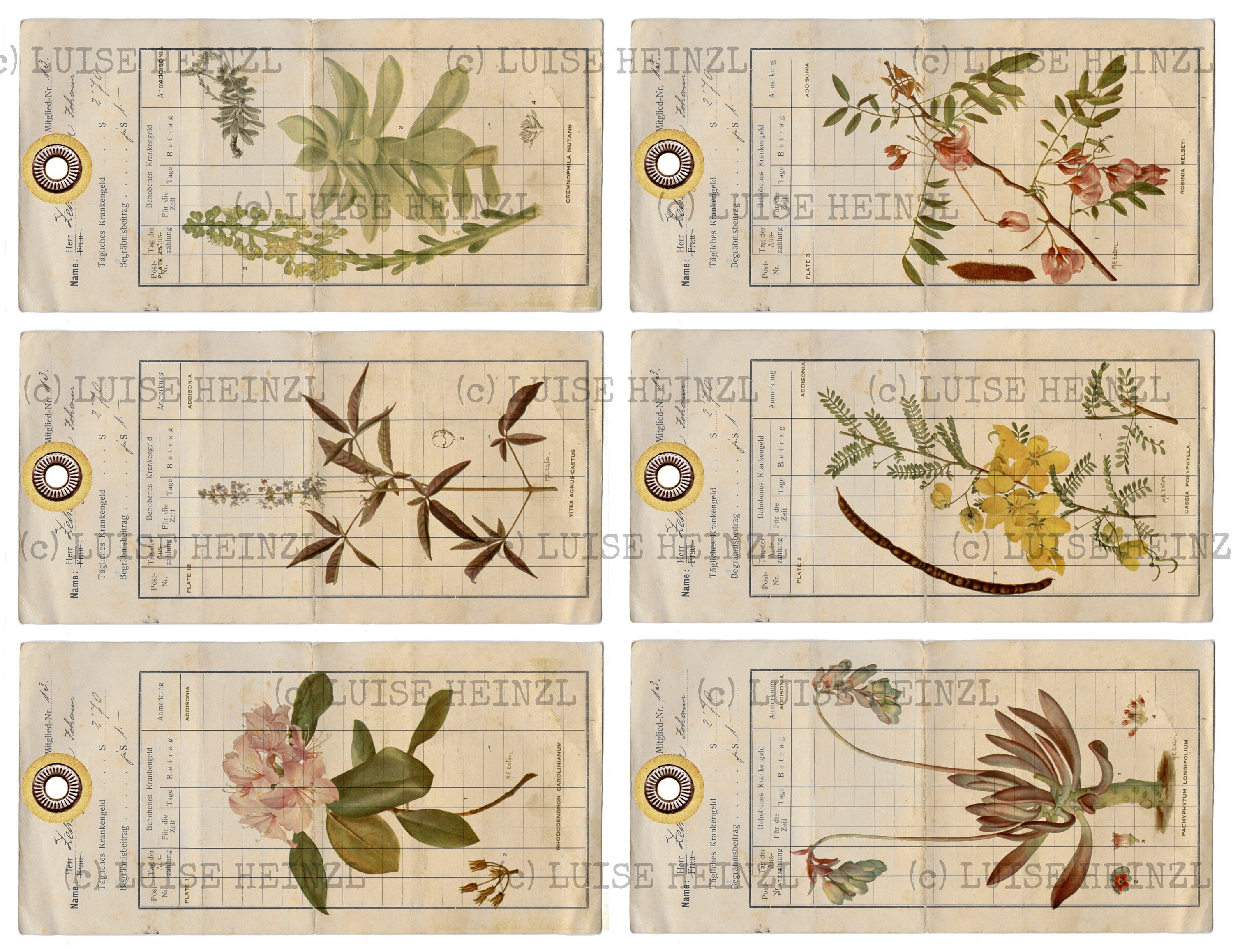 BOTANICAL TAGS EPHEMERA Pack Us Letter & Din A4, Botanical Print Set ...