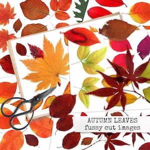 AUTUMN LEAVES Herbstblätter zum Ausschneiden, Collage Papier, Herbst Ephemera, fussy cut Bilder für Junk Journal, Laub Clipart 21x29,7