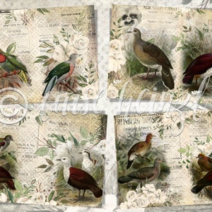 May include: A collage of vintage illustrations featuring various birds with white roses and a newspaper background. The birds are depicted in a variety of poses, including flying, perched, and standing. The roses are in full bloom and add a touch of elegance to the design.