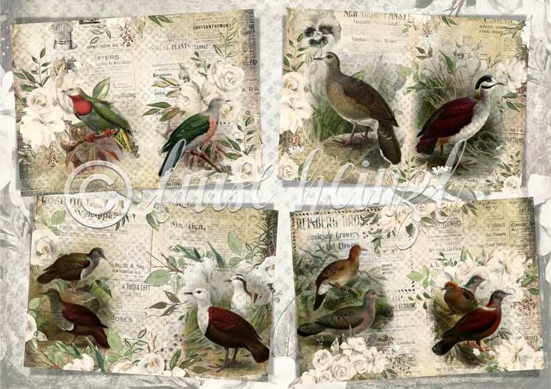 May include: A collage of vintage illustrations featuring various birds with white roses and a newspaper background. The birds are depicted in a variety of poses, including flying, perched, and standing. The roses are in full bloom and add a touch of elegance to the design.
