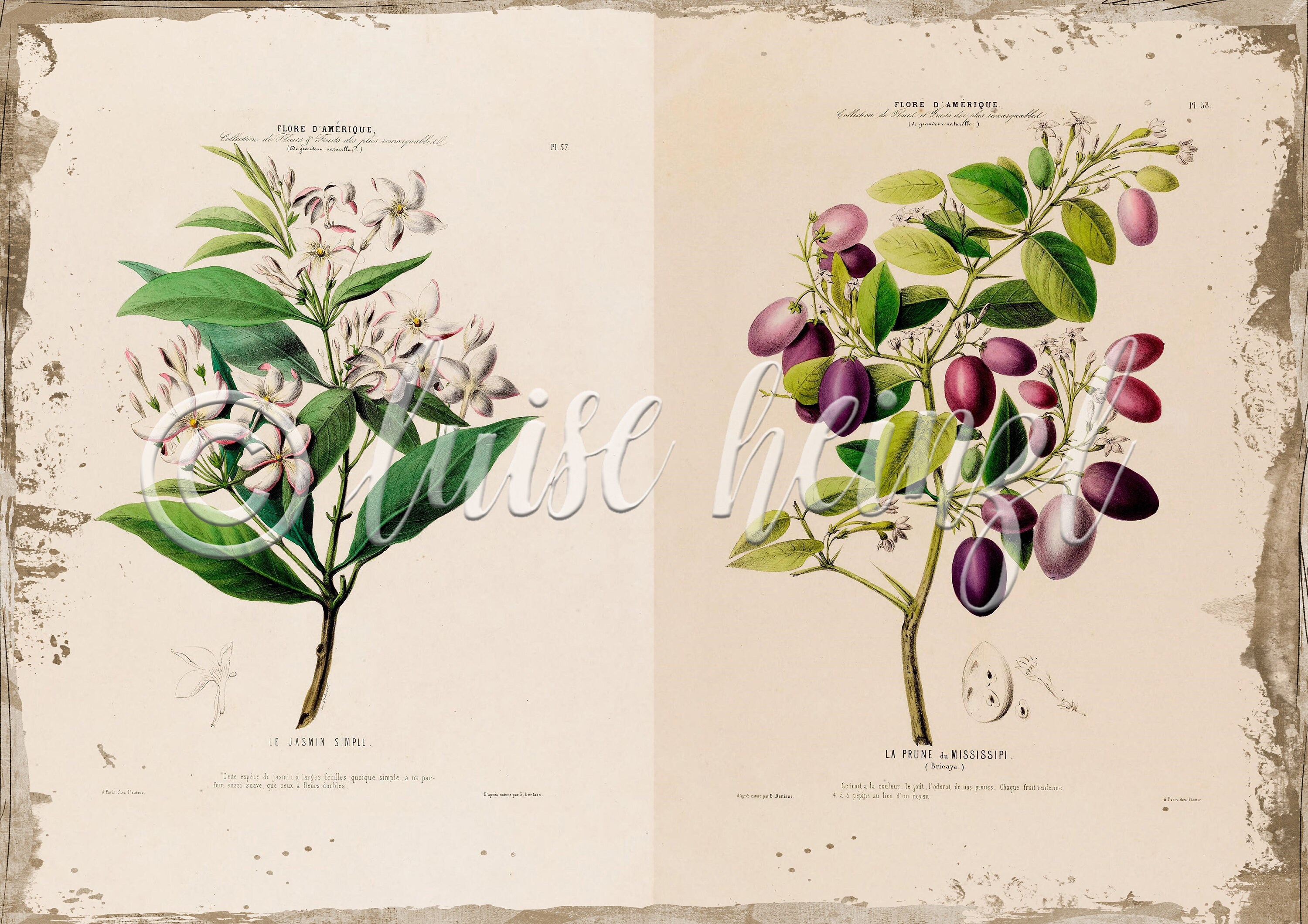 Vintage Floral Book Pages for Junk Journals, Digital Download Flower ...