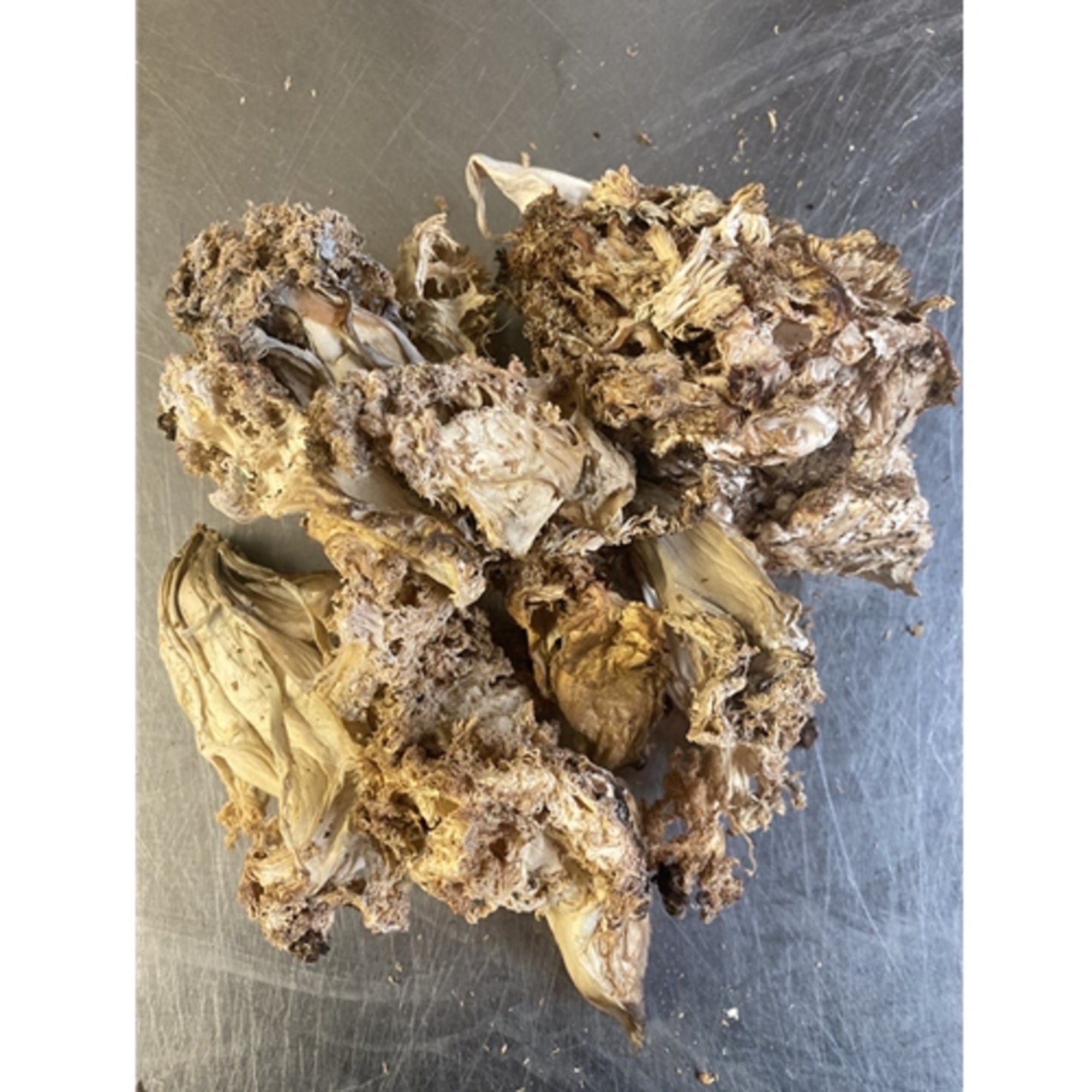 Dried Wild USA Lion's Mane Mushrooms and Powder Etsy