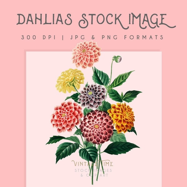 Dahlias floral clipart image, Instant Download, dahlia print, flower clipart, dahlia flower graphic, home decor,  floral wall art