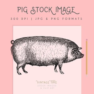 Pig clipart, Instant Download Pig printable, pig clip art, commericial use pig graphic, home decor, scrapbooking, pig wall art, farm animal