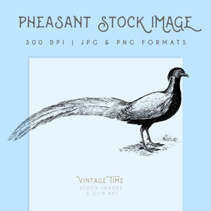 Pheasant bird clipart image, Instant Download Pheasant print, Pheasant clip art, Pheasant graphic, home decor, scrapbooking,