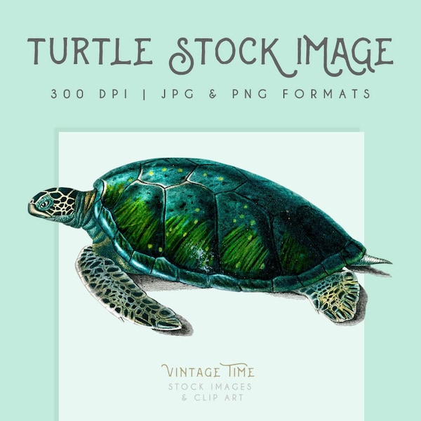 Turtle clipart image, Instant Download, turtle print, turtle clip art, turtle graphic, home decor, scrapbooking, green turtle image