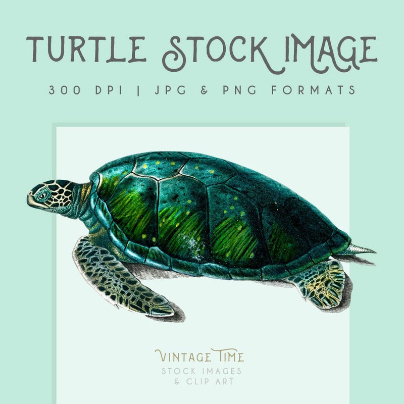 Turtle Clip Art - Etsy