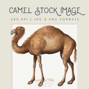 Clipart Camel image graphic, digital clipart, digital download, instant download, commercial use, scrapbooking, home decor, middle eastern