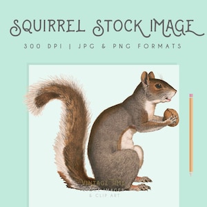 Clipart de esquilo, download instantâneo, esquilo para impressão, clipart de esquilo, uso comercial, decoração de casa, scrapbooking, arte de parede de esquilo