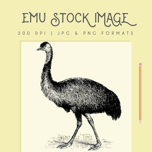 Clipart emu bird image, digital clipart, digital download, instant download, scrapbooking, printable home decor, Australian, minimal