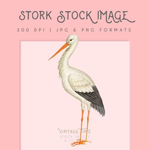 Immagine Clipart Stork Bird, Download digitale, Wall Art, Grafica cicogna, Download digitale istantaneo, arredamento per la casa, uso commerciale, logo cicogna
