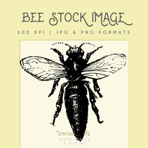 Bee clipart, Instant Download bee printable, bumble bee clip art commericial use bee graphic, home decor, scrapbooking bee wall art