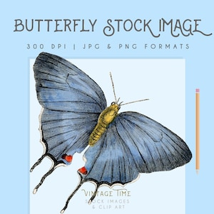 Butterfly vintage clipart image, Instant Download, Digital, printable, butterfly graphic, commercial use, wall art, home decor