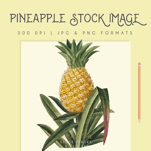 Vintage Ananas Clipart Bild Instant Download Digital druckbare Bild ClipArt Grafik Transfer kommerzielle Nutzung, tropischen Druck