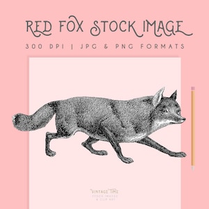 May include: Black and white line art illustration of a red fox running. The image is set against a pink background. The text "RED FOX STOCK IMAGE" and "300 DPI | JPG & PNG FORMATS" is at the top of the image. The text "VINTAGE TIME STOCK IMAGES & CLIP ART" is at the bottom of the image.