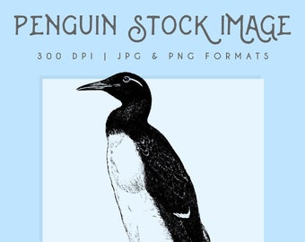 Penguin clipart image, Instant Download, penguin print, clip art, commercial use, home decor, scrapbooking, penguin wall art, black & white