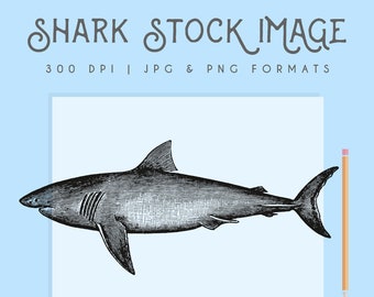 Shark clipart, Instant Download, shark printable, shark clip art, shark graphic, home decor, scrapbooking, shark wall art, vintage shark
