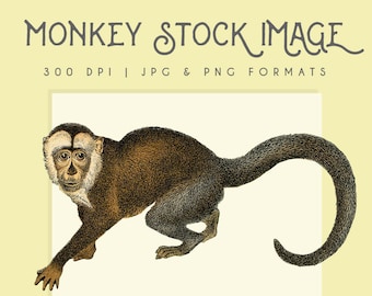 Clipart Monkey graphic image, digital clipart, digital download, instant download, commercial use, scrapbooking, home decor, animal logo