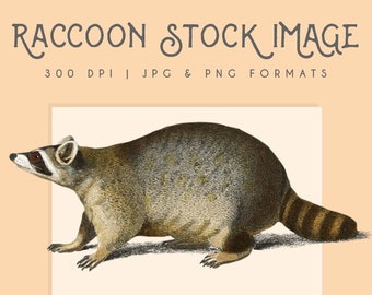 Clipart Raccoon image, digital clipart, digital download, instant download, commercial use, scrapbooking, home decor, raccoon print