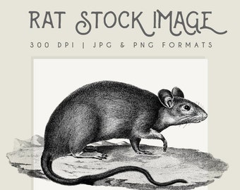 Imagen de imágenes prediseñadas de ratas, descarga instantánea, imprimible para ratas, imágenes prediseñadas de ratas, uso comercial, decoración del hogar, scrapbooking, arte de pared de ratas, imagen de roedores