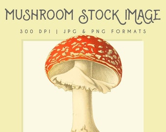 Red Mushroom clipart image, Instant Download mushroom print,  clip art, commercial use mushroom graphic, home decor, mushroom wall art