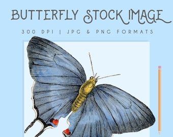 Butterfly vintage clipart image, Instant Download, Digital, printable, butterfly graphic, commercial use, wall art, home decor